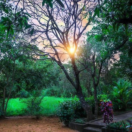 The Cattleya Guest House Sigiriya Exterior foto